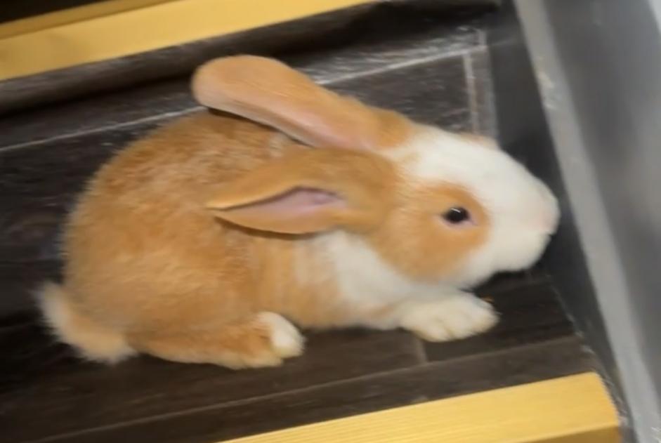 Fundmeldung Hase Unbekannt Anderlecht Belgien Fundmeldung Hase Unbekannt Anderlecht Belgien