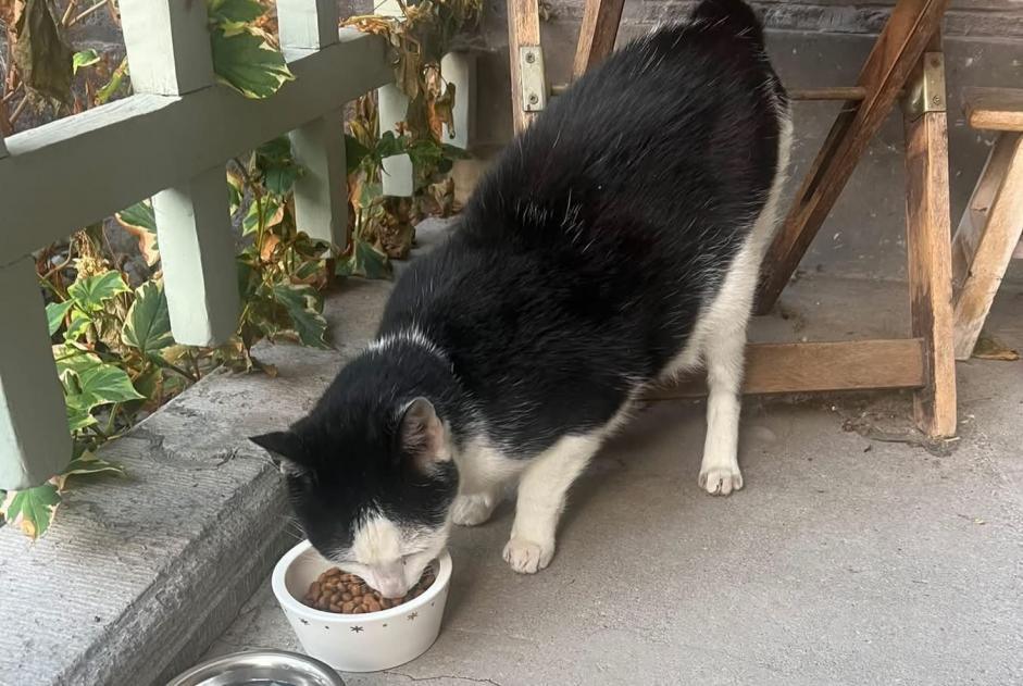 Discovery alert Cat Unknown Verviers Belgium Discovery alert Cat Unknown Verviers Belgium
