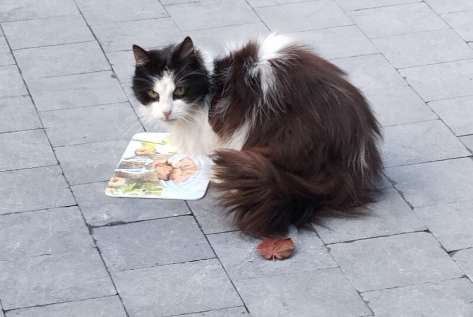 Discovery alert Cat Unknown Lierneux Belgium