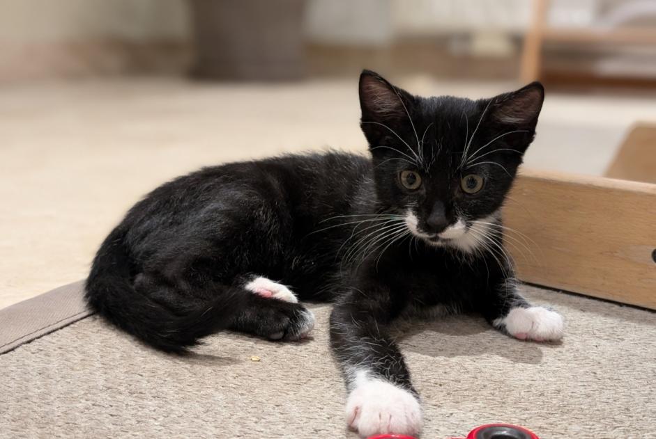 Alerta de Desaparición Gato Macho , 1 años Chaumont-Gistoux Bélgica Alerta de Desaparición Gato Macho , 1 años Chaumont-Gistoux Bélgica