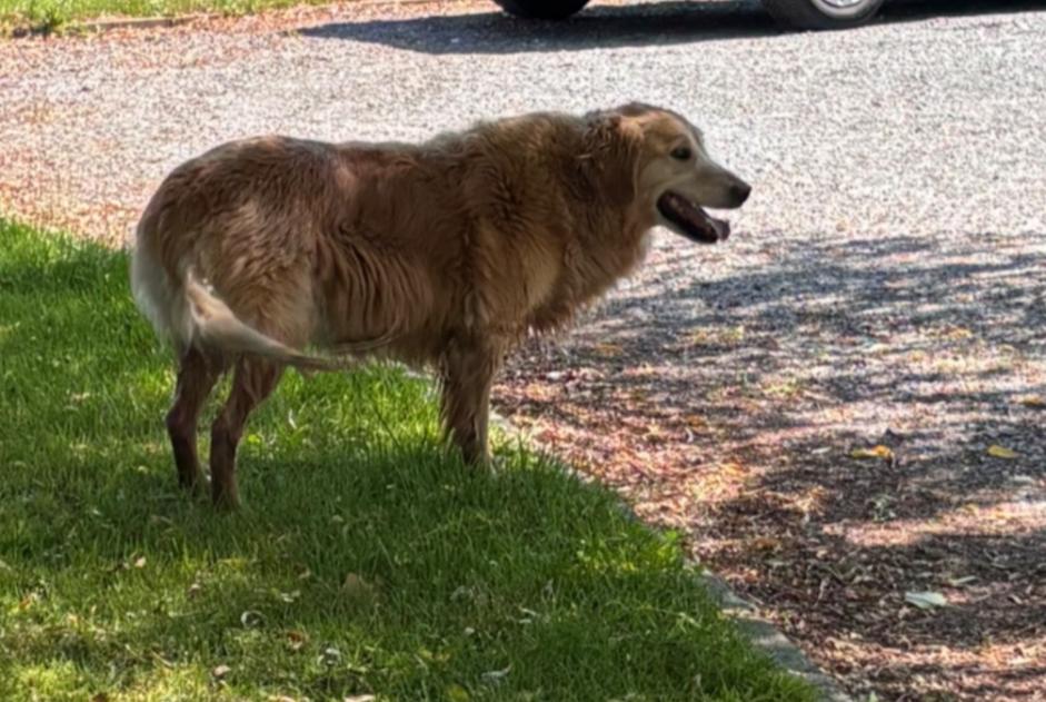 Alerta de Hallazgo Perro Desconocido Chiny Bélgica Alerta de Hallazgo Perro Desconocido Chiny Bélgica