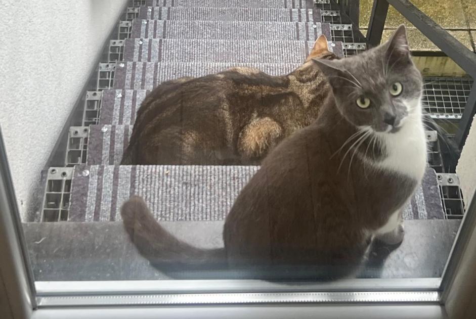 Alerte Disparition Chat  Mâle , 2 ans Bruxelles Belgique