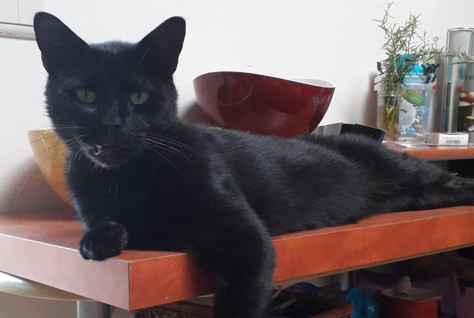 Alerte Disparition Chat Mâle , 9 ans Espierre-Helchin Belgique