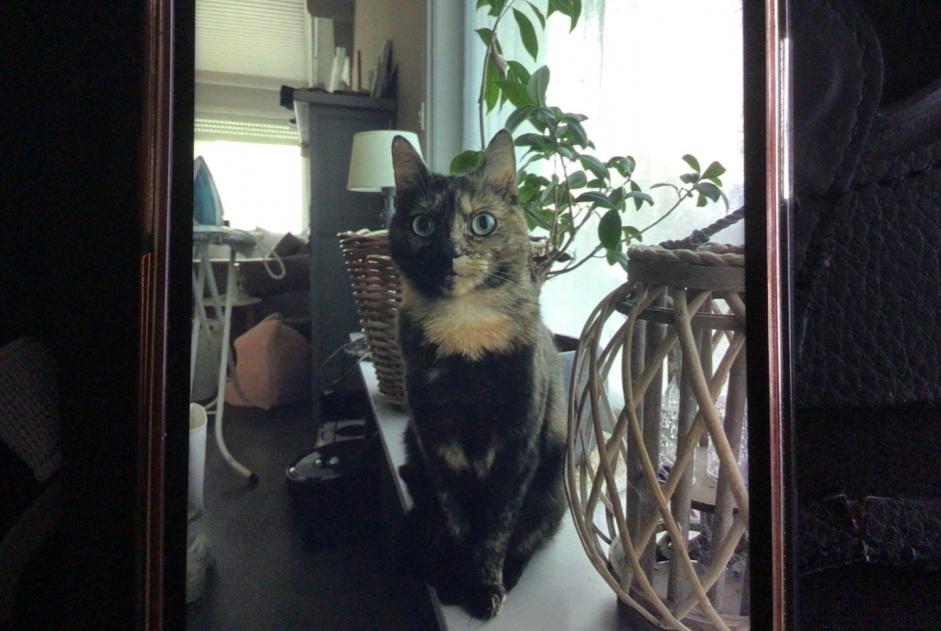 Alerte Disparition Chat croisement Femelle , 3 ans Zwevegem Belgique