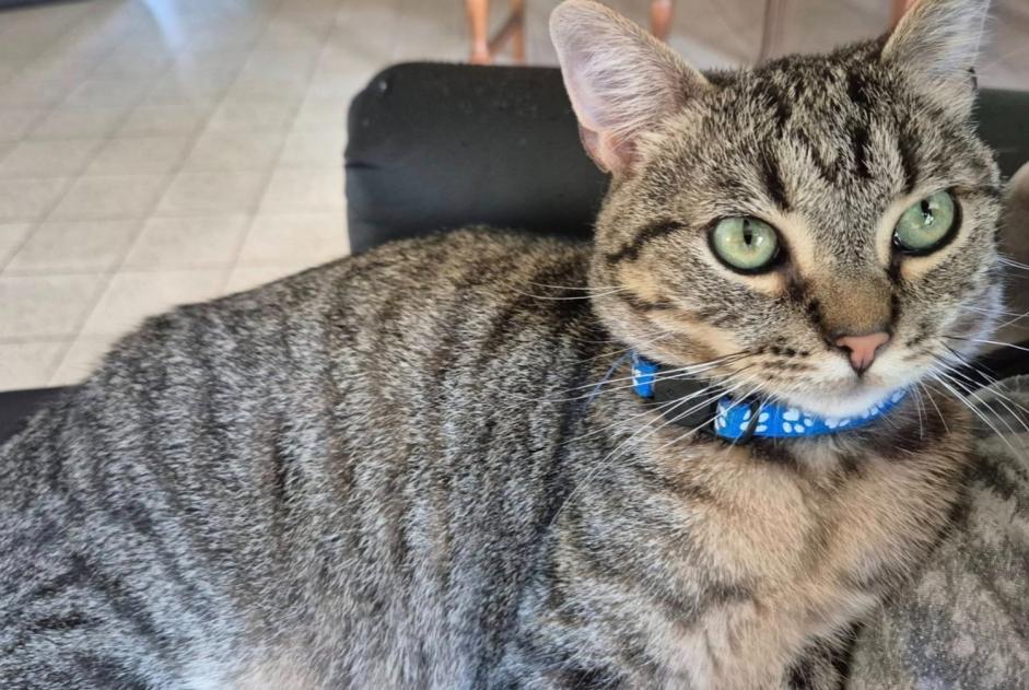 Alerte Disparition Chat Mâle , 2 ans Gembloux Belgique