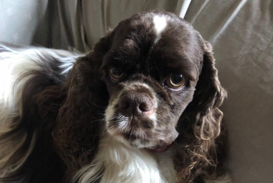 Alerte Disparition Chien Femelle , 5 ans Binche Belgique Alerte Disparition Chien Femelle , 5 ans Binche Belgique