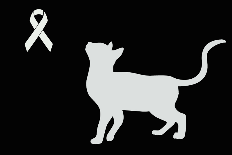 Fundmeldung Katze Männliche Molenbeek-Saint-Jean Belgien