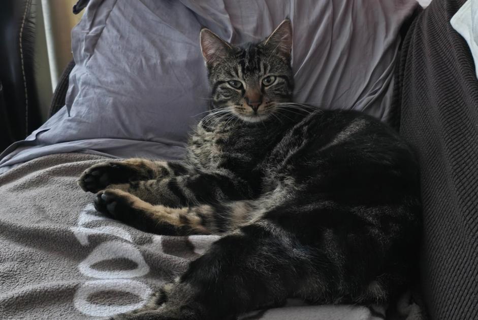 Avviso scomparsa Gatto Maschio , 2 anni Anhée Belgio