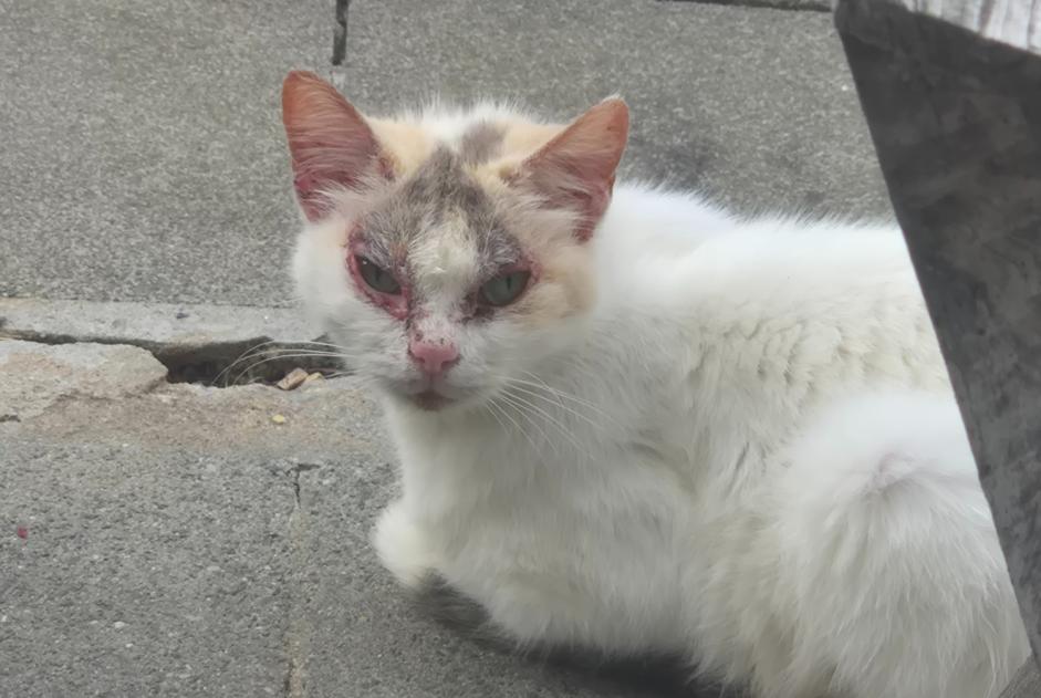 Avviso Ritrovamento Gatto Non conosciuta Comines-Warneton Belgio Avviso Ritrovamento Gatto Non conosciuta Comines-Warneton Belgio