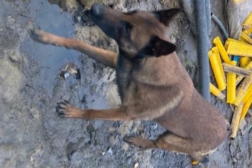 Ontdekkingsalarm Hond  Onbekend Houthulst België