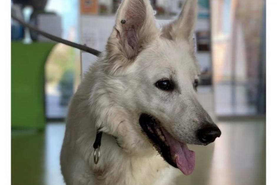 Ontdekkingsalarm Hond  Vrouwtje Koksijde België