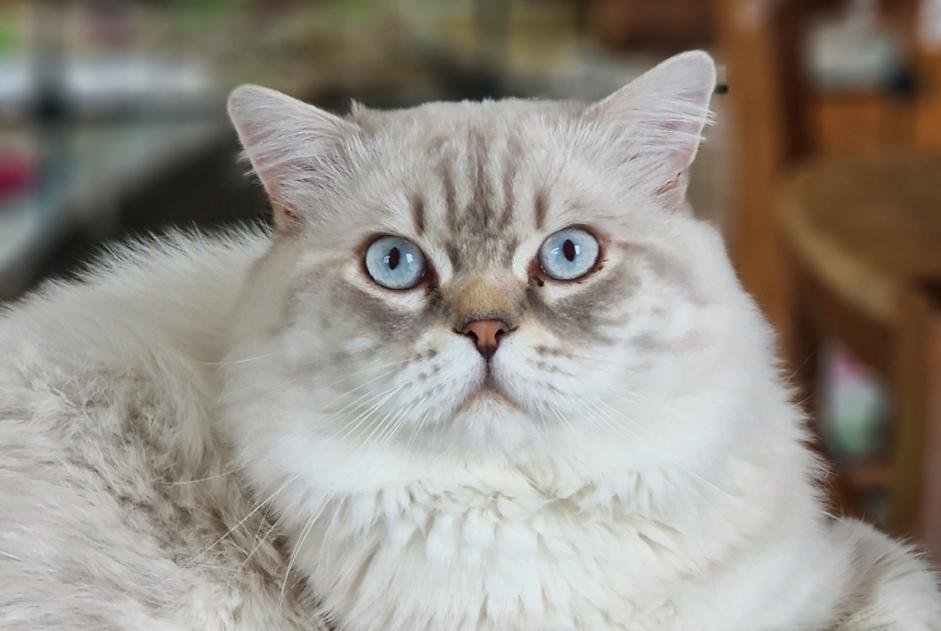Verdwijningsalarm Kat  Mannetje , 2 jaar Pont-à-Celles België