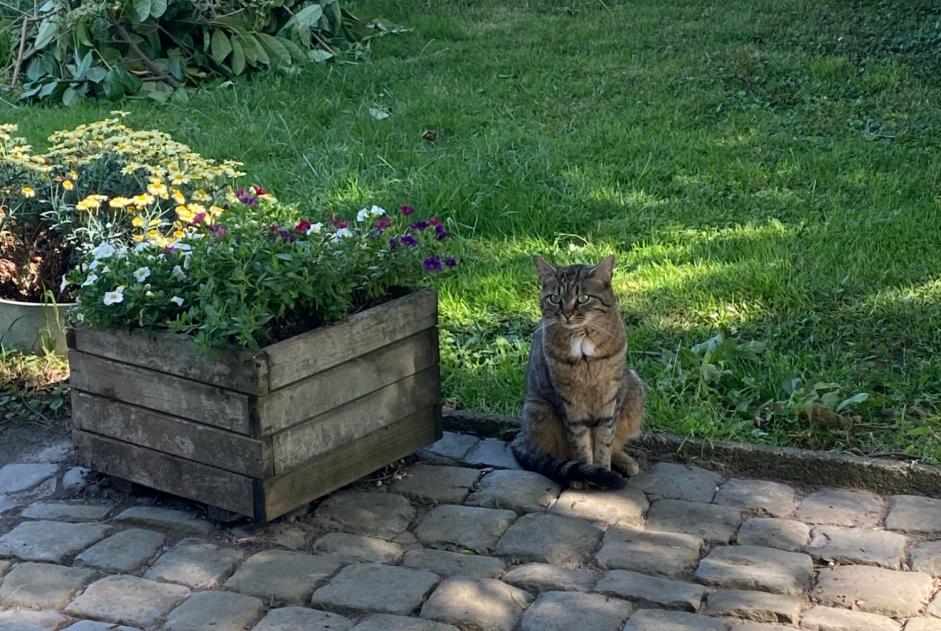 Verdwijningsalarm Kat  Vrouwtje , 4 jaar Fexhe-le-Haut-Clocher België