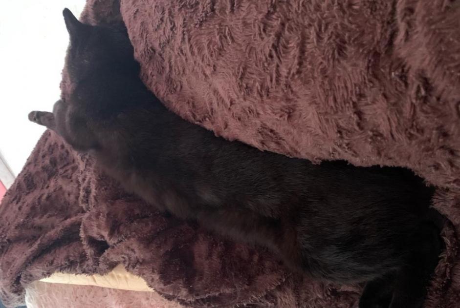 Alerta desaparecimento Gato Macho , 9 anos Herstal Belgium Alerta desaparecimento Gato Macho , 9 anos Herstal Belgium